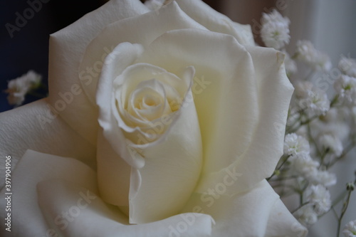 white rose, wedding bouquet, close up