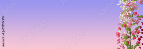 Fototapeta Naklejka Na Ścianę i Meble -  Banner with beautiful and colorful cherry blossom at Spring day in tropical garden with copy space for text and rosy and blue gradient background. Concept love, Spring and happiness.