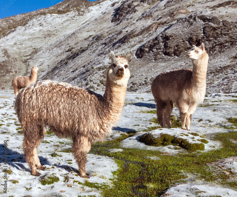 Fototapeta premium llama or lama, group of lamas on pastureland