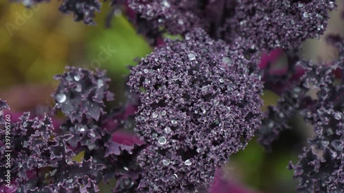 Lilac beautiful fresh kale cabbage grows in the garden