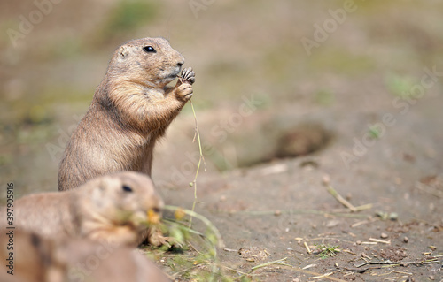 Black-tailed prairie dog (Cynomys ludovicianus) eating grass stalks, closeup detail, another blurred animal in foreground