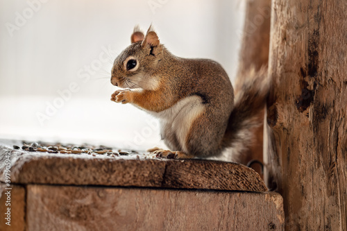 American red squirrel (Tamiasciurus hudsonicus) eating seeds while standing on her wooden feeder, closeup detail