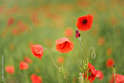 Bright red wild poppies growing in green field of unripe wheat, closeup detail with blurred background