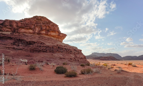 Group of camels grazing on small shrubs in orange red sand of Wadi Rum desert  tall rocky mountains background