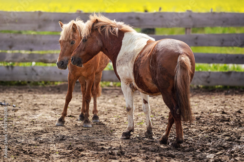 Two small brown and white pony horses on muddy ground, blurred yellow field background