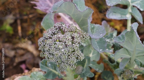 Green fresh kale cabbage grows on plantation