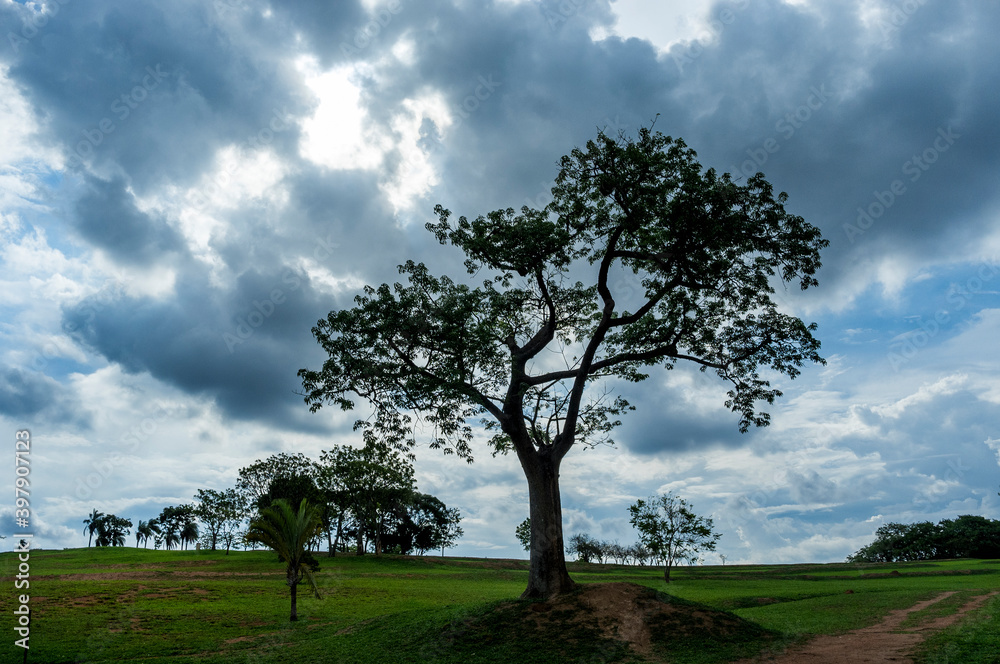 Obraz premium tree on a hill