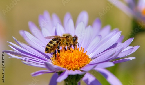 bee or honeybee in Latin Apis Mellifera on flower