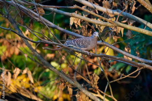 turtle dove on the autumn forest