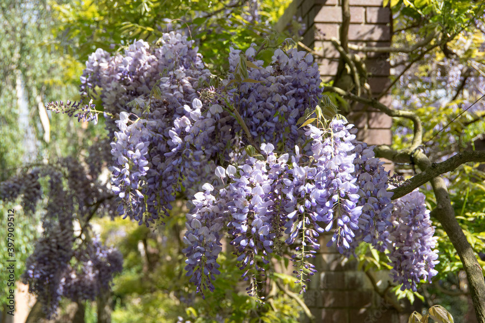 full bloom of wisteria