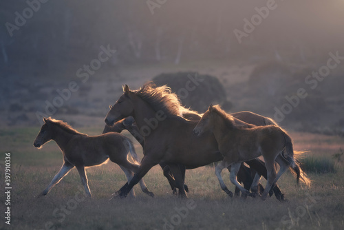 A herd of feral horses running across alpine pasture in Australian high country