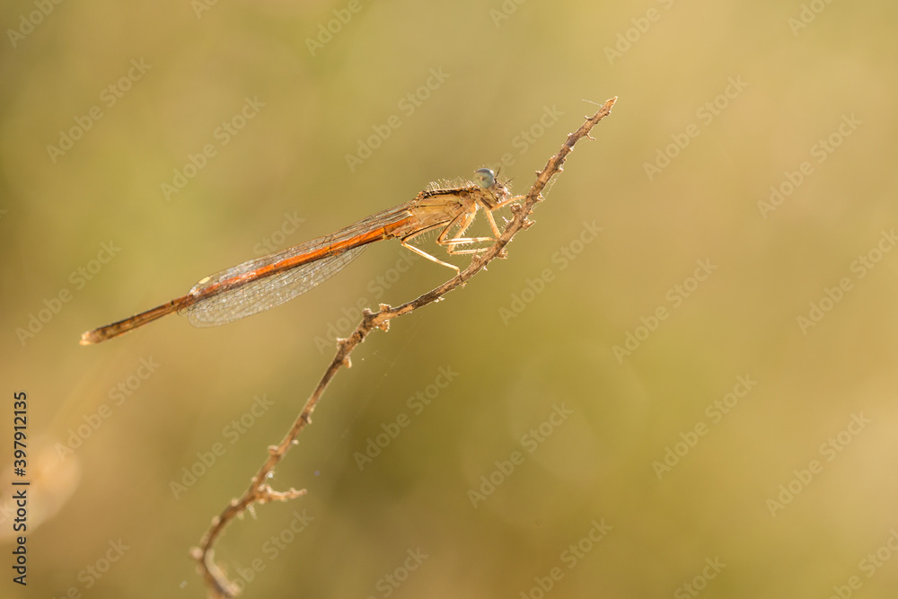 Yellow dragonfly on a twig Yellow dragonfly on a twig