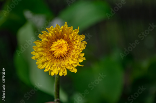 Wallpaper Mural yellow flower coltsfoot from the daisy family Torontodigital.ca