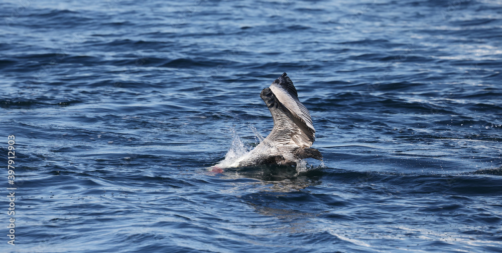 Fototapeta premium Pelican Eating