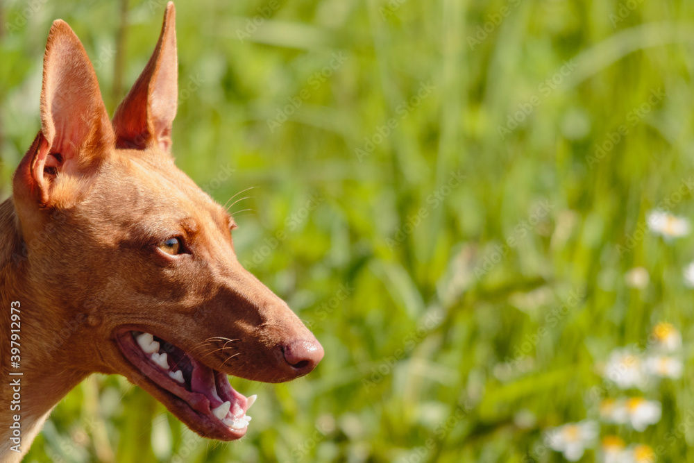 Cirneco dog watching with deep brown eyes Cirneco dog watching with deep brown eyes