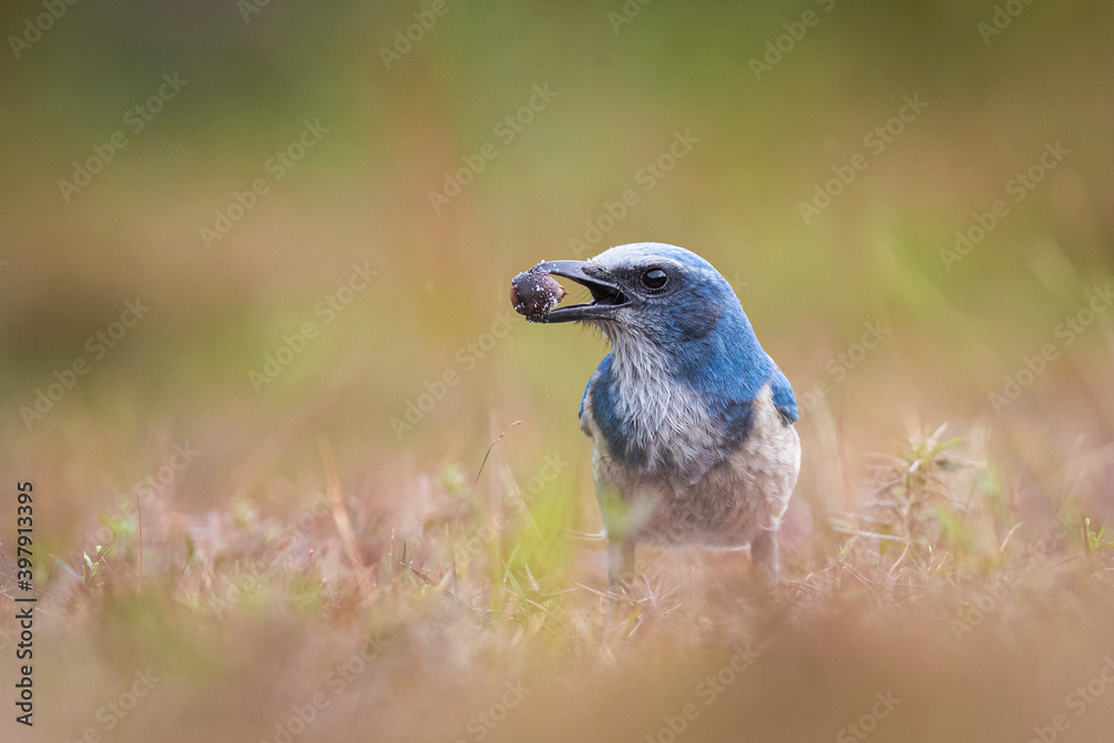 Obraz premium Scrub jay with acorn