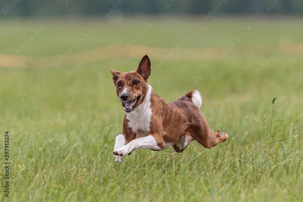 Flying basenji in the field on lure coursing competition Flying basenji in the field on lure coursing competition