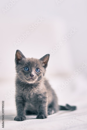 Adorable grey cat relaxing at the bed.