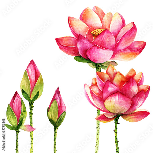 Watercolor lotus in full bloom