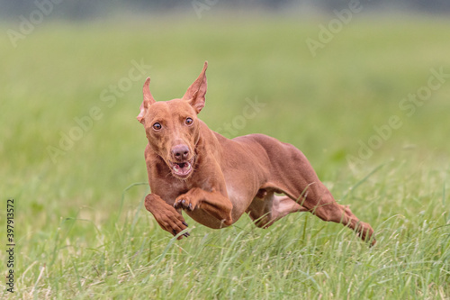 Flying Cirneco dog in the field on lure coursing competition