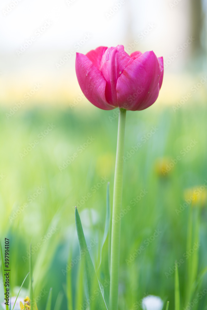 Flower Flower