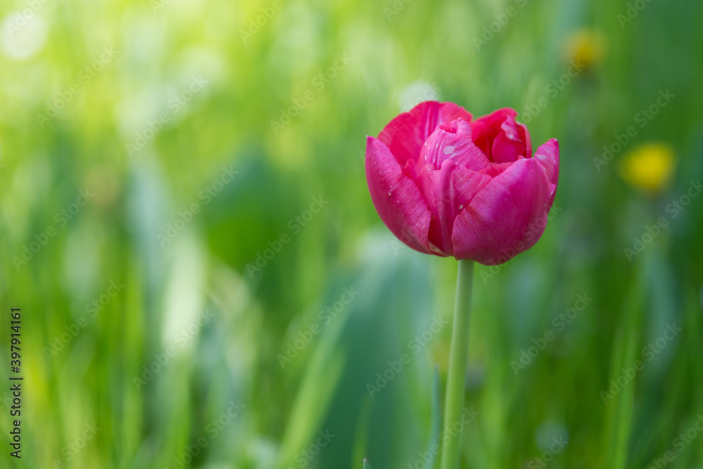 Obraz premium Flower