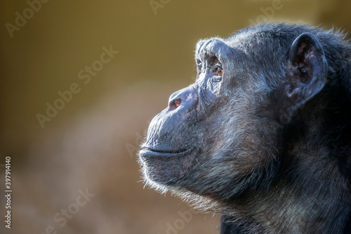 Portrait of chimpanzee (Pan troglodytes) photo