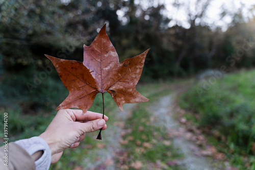 hand holding a leaf - fall