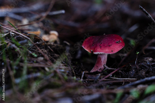 Red mushroom in a forest - close up
