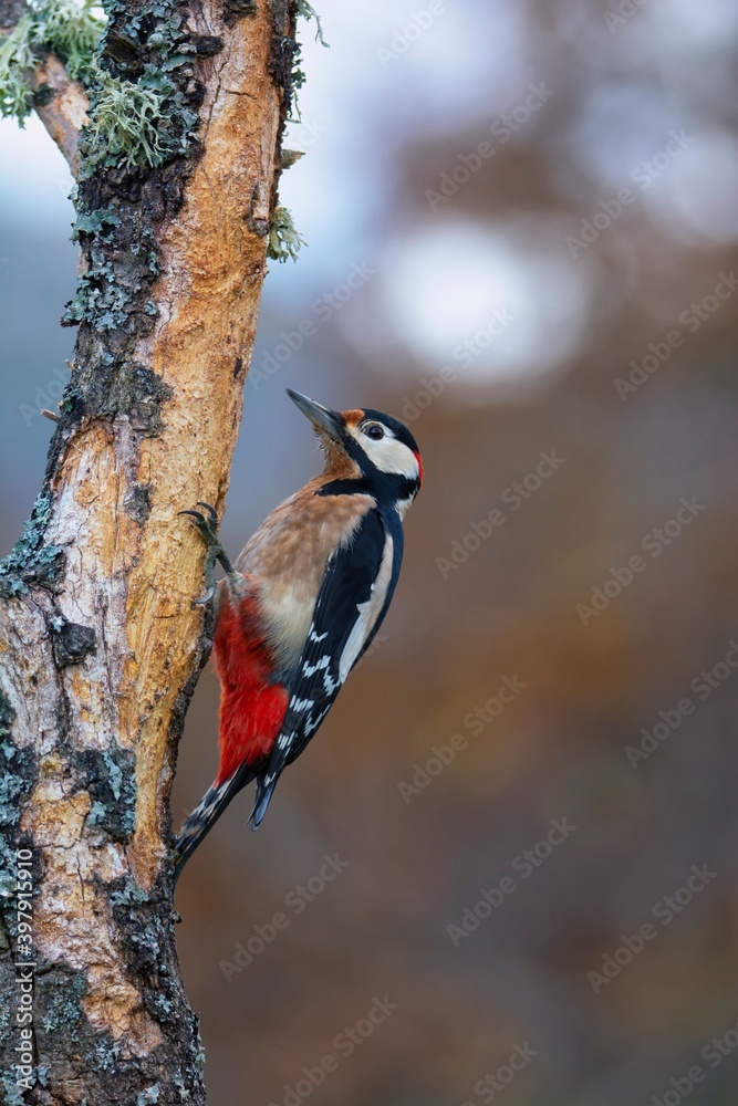Great spotted woodpecker perched. Great spotted woodpecker perched.