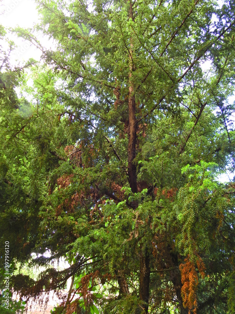 Fototapeta premium Azores Juniper (Juniperus brevifolia)