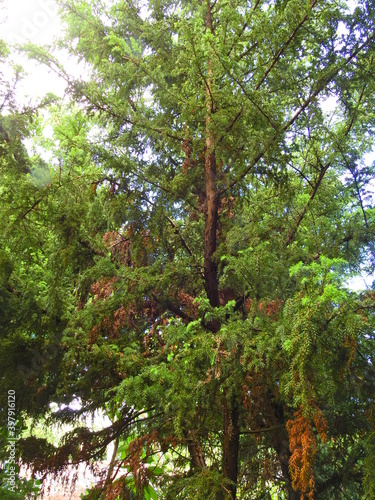 Azores Juniper  Juniperus brevifolia 