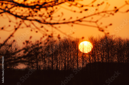 Silhouettes Of Tree Branches With Tree Buds And Big Orange Sun On Background. Spring Dawn Sunset Sunrise Sky. Dark Branches In Backlight And Woods Forest