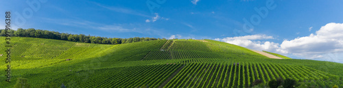 Panorama über Weinberge, Weinanbau, grüne Felder in Baden Württemberg in Deutschland