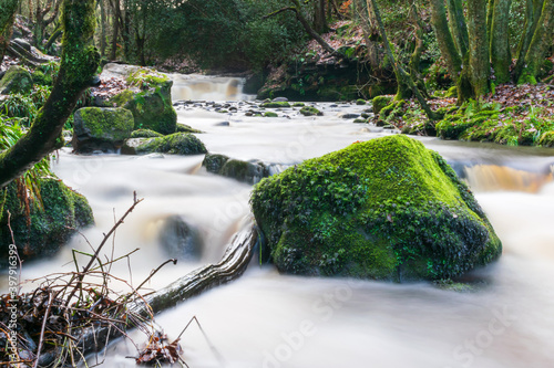 stream in the forest photo