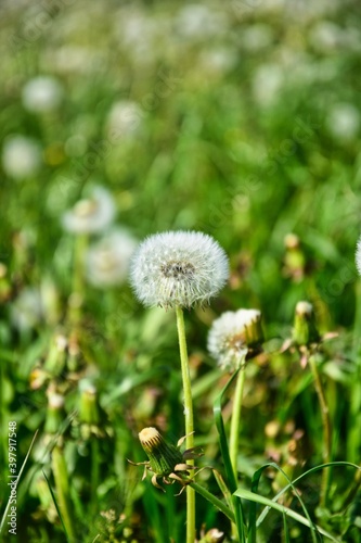 Bubble flower Dandelions in the field ready to be blown away, white flower on the green field