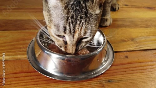 Cat eating tuna in a bowl on wooden background