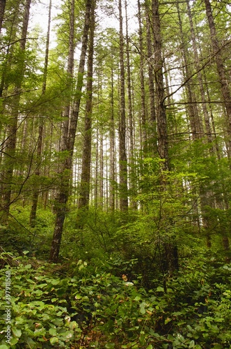 Tall straight trees in a rain forest.