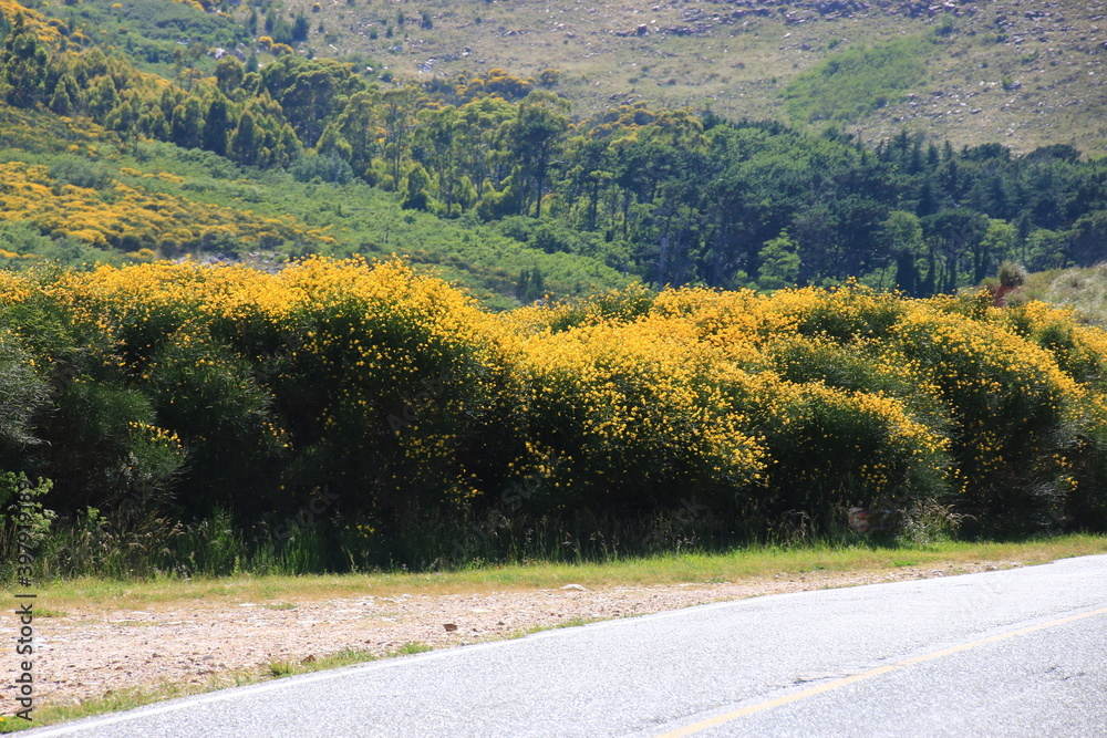 Naklejka premium landscapes of Sierra De La Ventana a few kilometers from the city of Bahia Blanca Argentina on a hot day