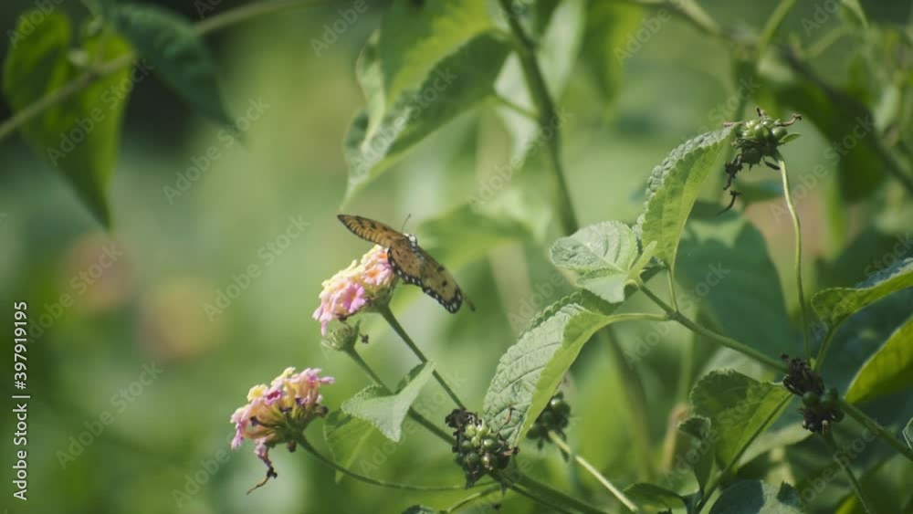 a beautiful butterfly is collecting honey in the garden a beautiful butterfly is collecting honey in the garden