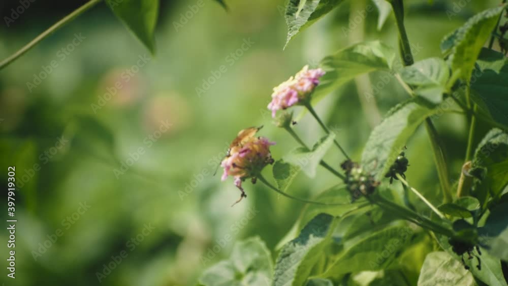 a beautiful butterfly is collecting honey in the garden a beautiful butterfly is collecting honey in the garden