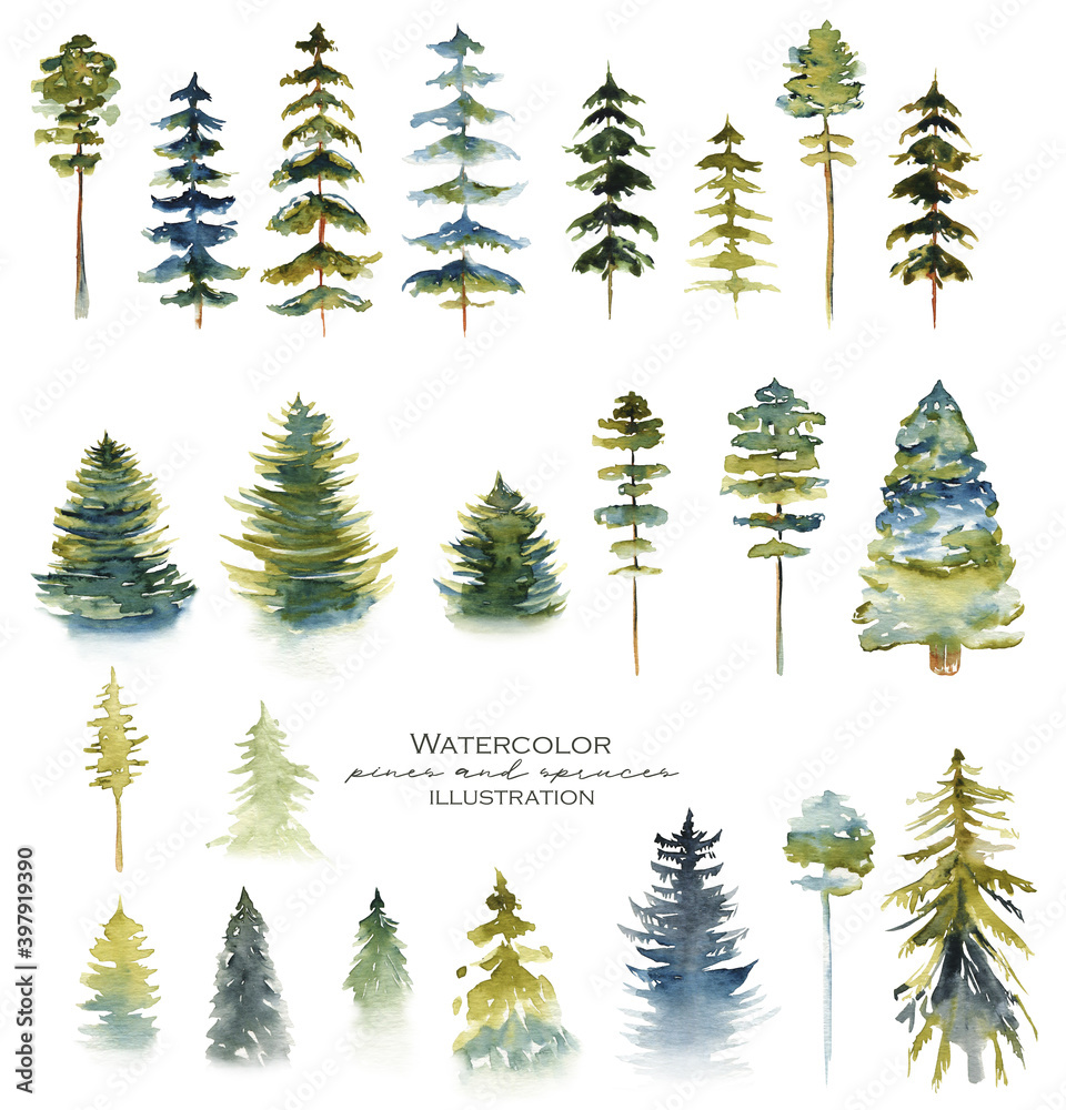 Collection of watercolor conifers, pine trees and firs, hand drawn isolated illustration on white background - obrazy, fototapety, plakaty 