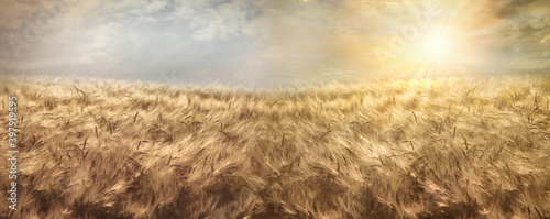 Wheat field, beautiful golden wheat field and sunset sky, agricultural field at dusk