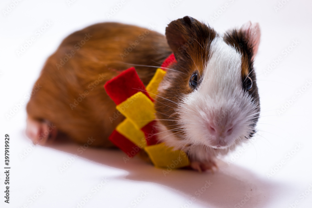 Guinea pig in Harry Potter costume Stock Photo Adobe Stock