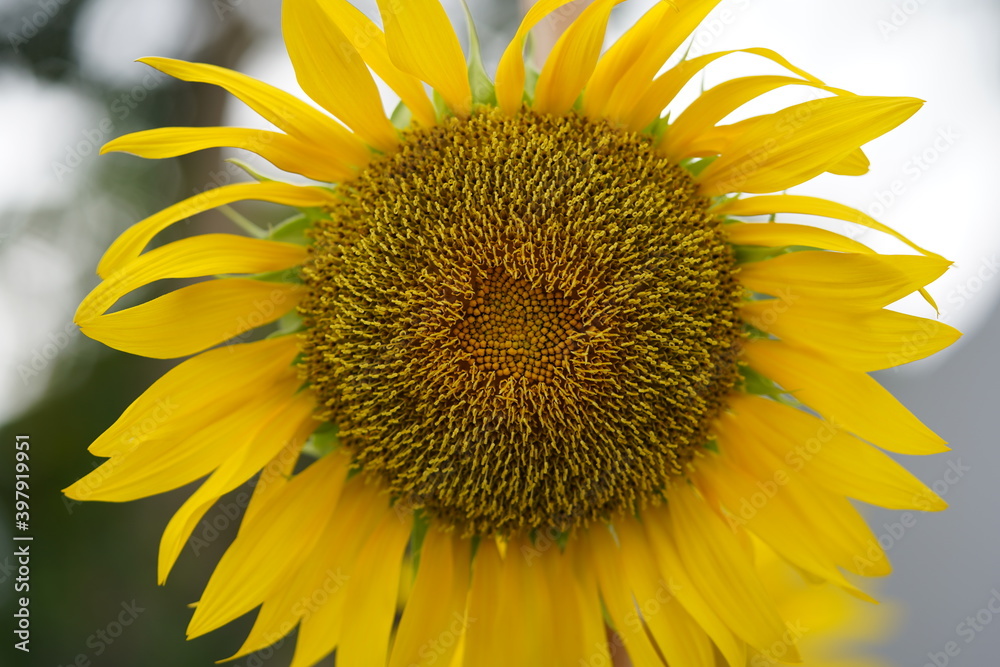Naklejka premium sunflower close up