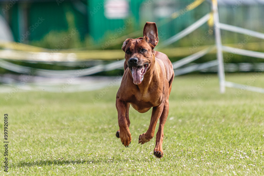 Dog running in the field on lure coursing competition Dog running in the field on lure coursing competition
