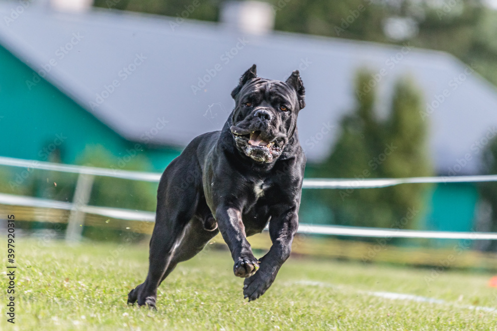Cane corso running clearance