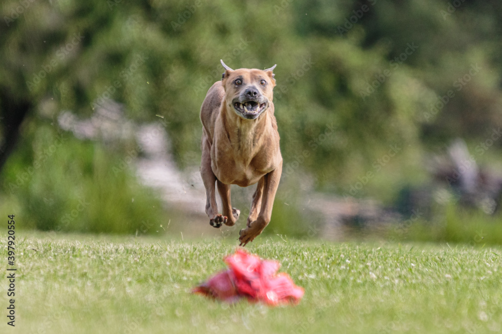 Thai Ridgeback running in the field on lure coursing competition Thai Ridgeback running in the field on lure coursing competition
