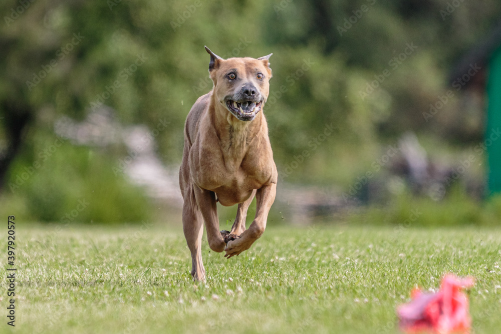 Thai Ridgeback running in the field on lure coursing competition