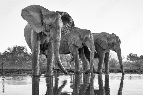 Elephants at waterhole